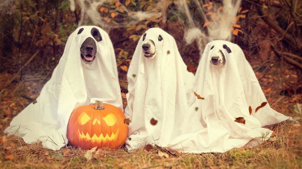 Halloween Safety Tips for Parents